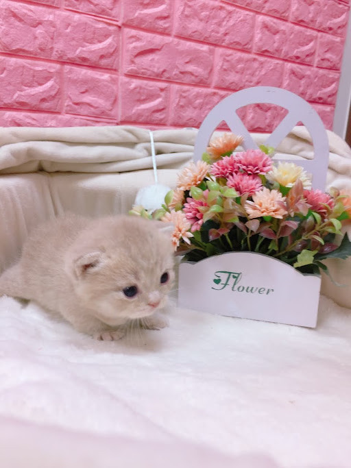 糖果卡通貓舍／紫丁香虎斑曼斥肯