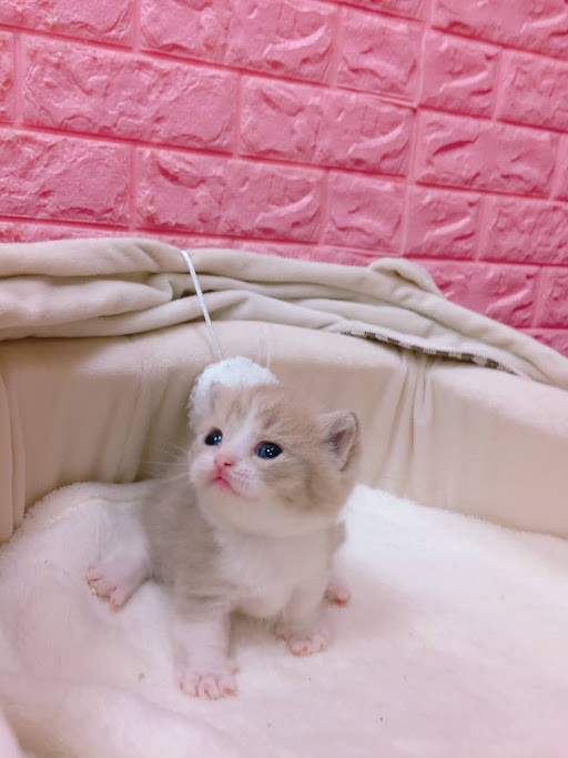 糖果卡通貓舍／紫丁香虎斑加白賓士曼斥肯