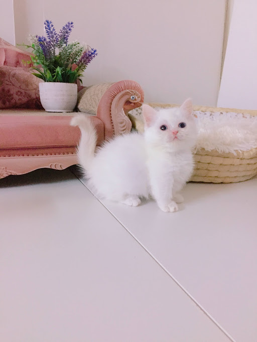 糖果卡通貓舍／奶端重點色曼斥肯