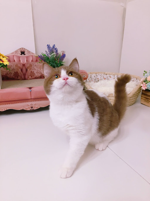 糖果卡通貓舍／肉桂白賓士英國短毛貓