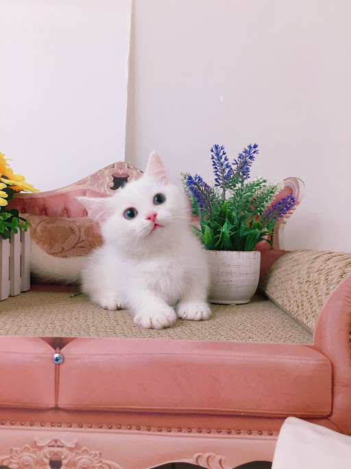 糖果卡通貓舍／全白曼赤肯