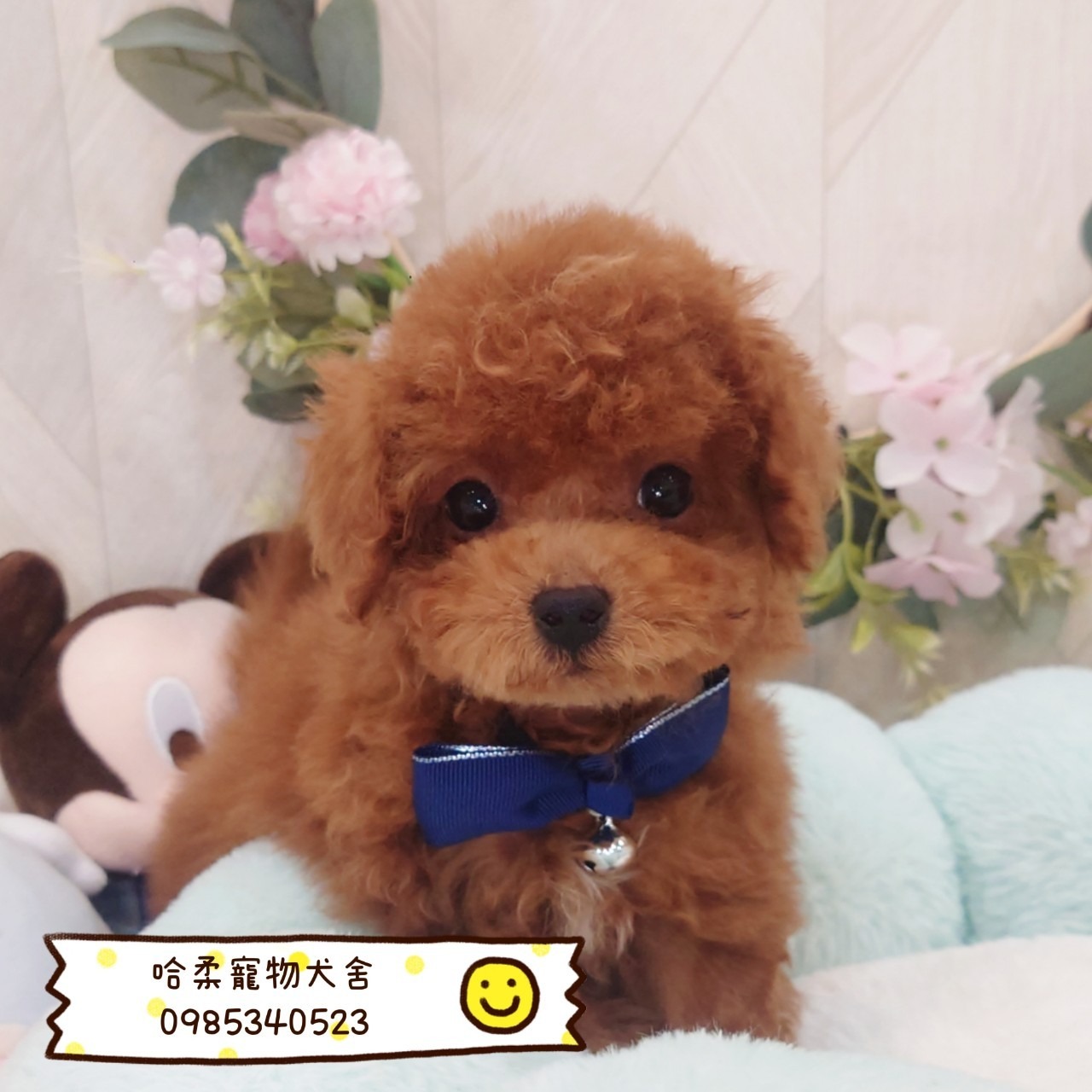 哈柔寵物犬舍／紅色貴賓