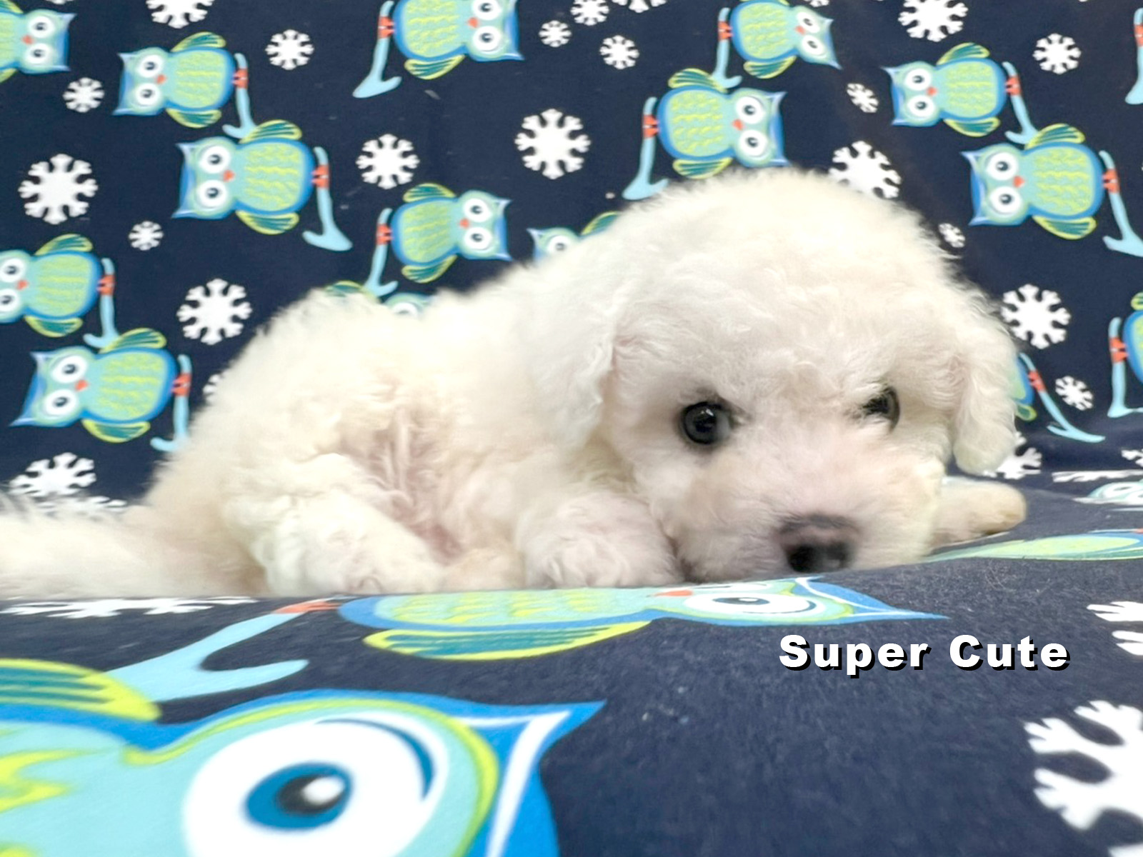 超可愛名犬社／超可愛的比熊犬
