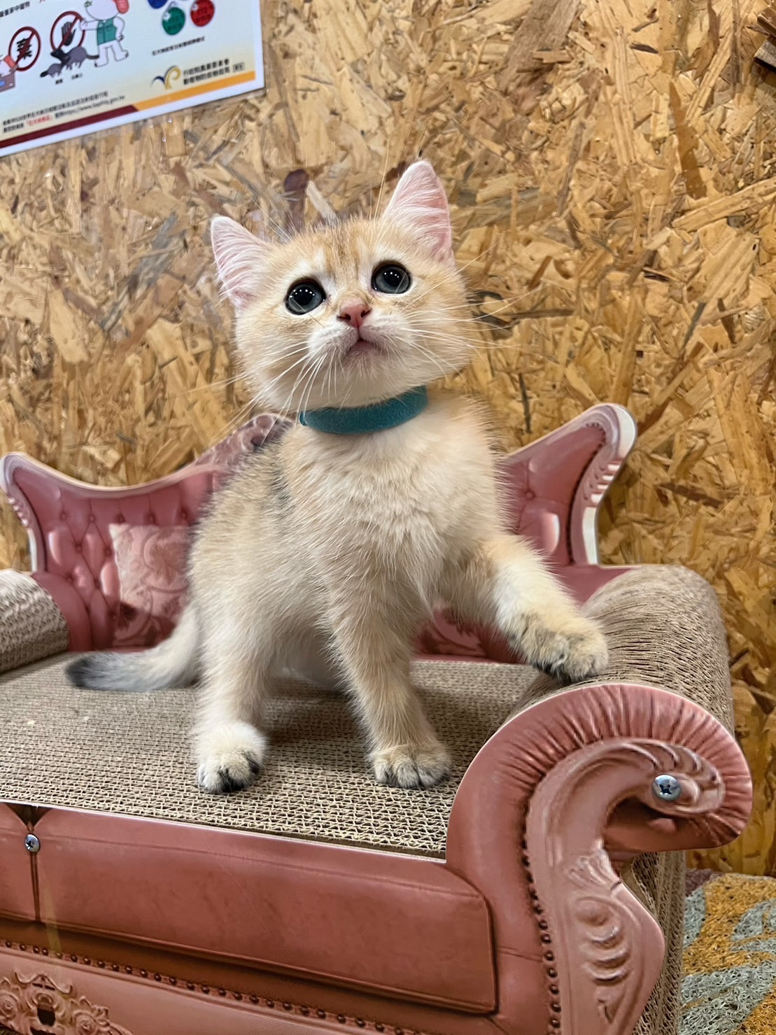 金瑟喵屋／金漸層英國短毛貓