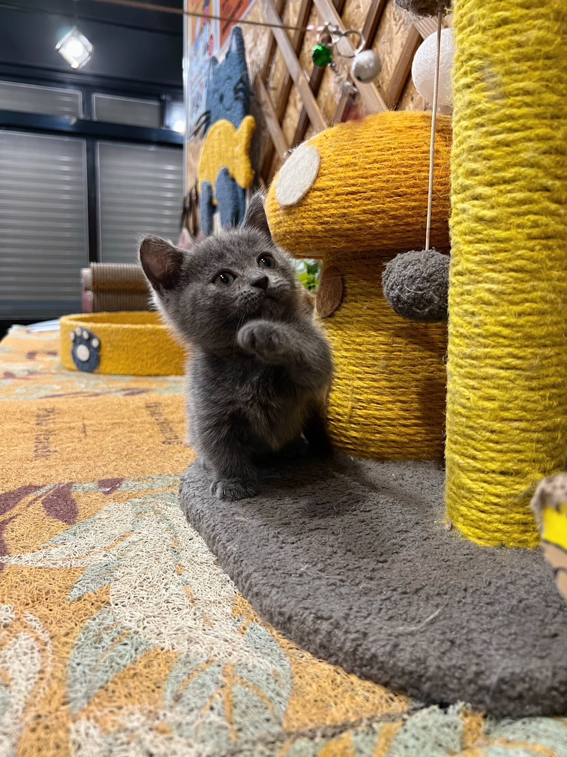 金瑟喵屋／藍色曼赤肯