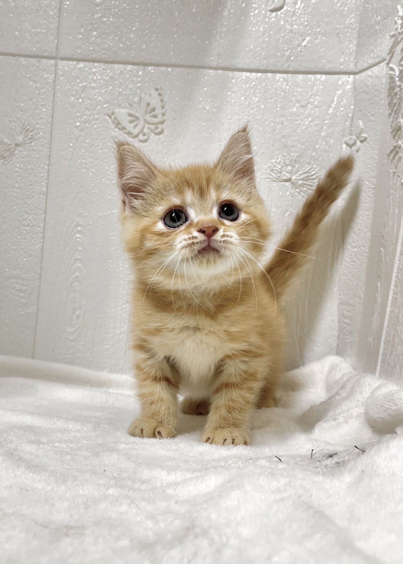 貓咪總動員館／橘色英國短毛貓