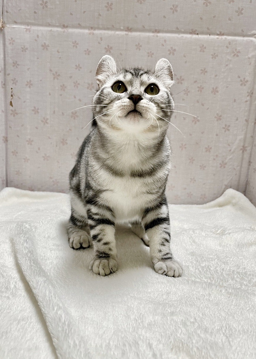 貓咪總動員館／銀白捲耳貓