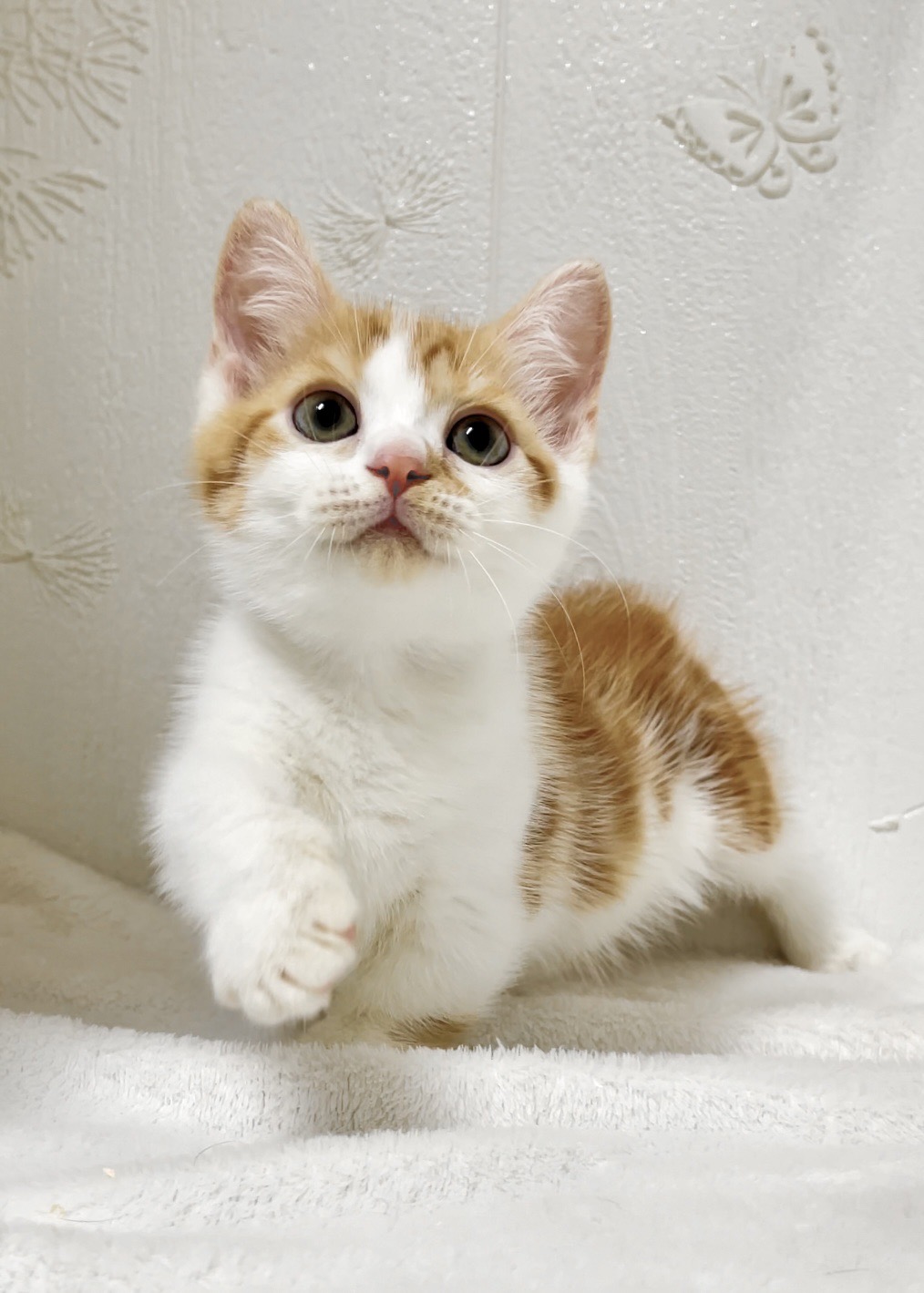 貓咪總動員館／橘白曼赤肯