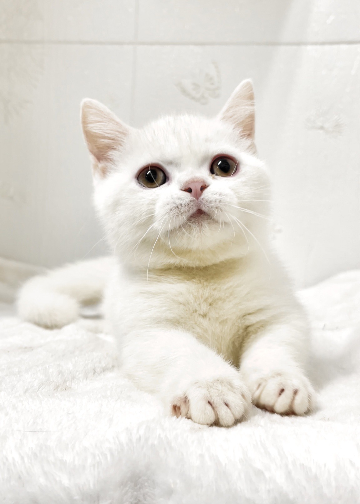 貓咪總動員館／白色曼赤肯