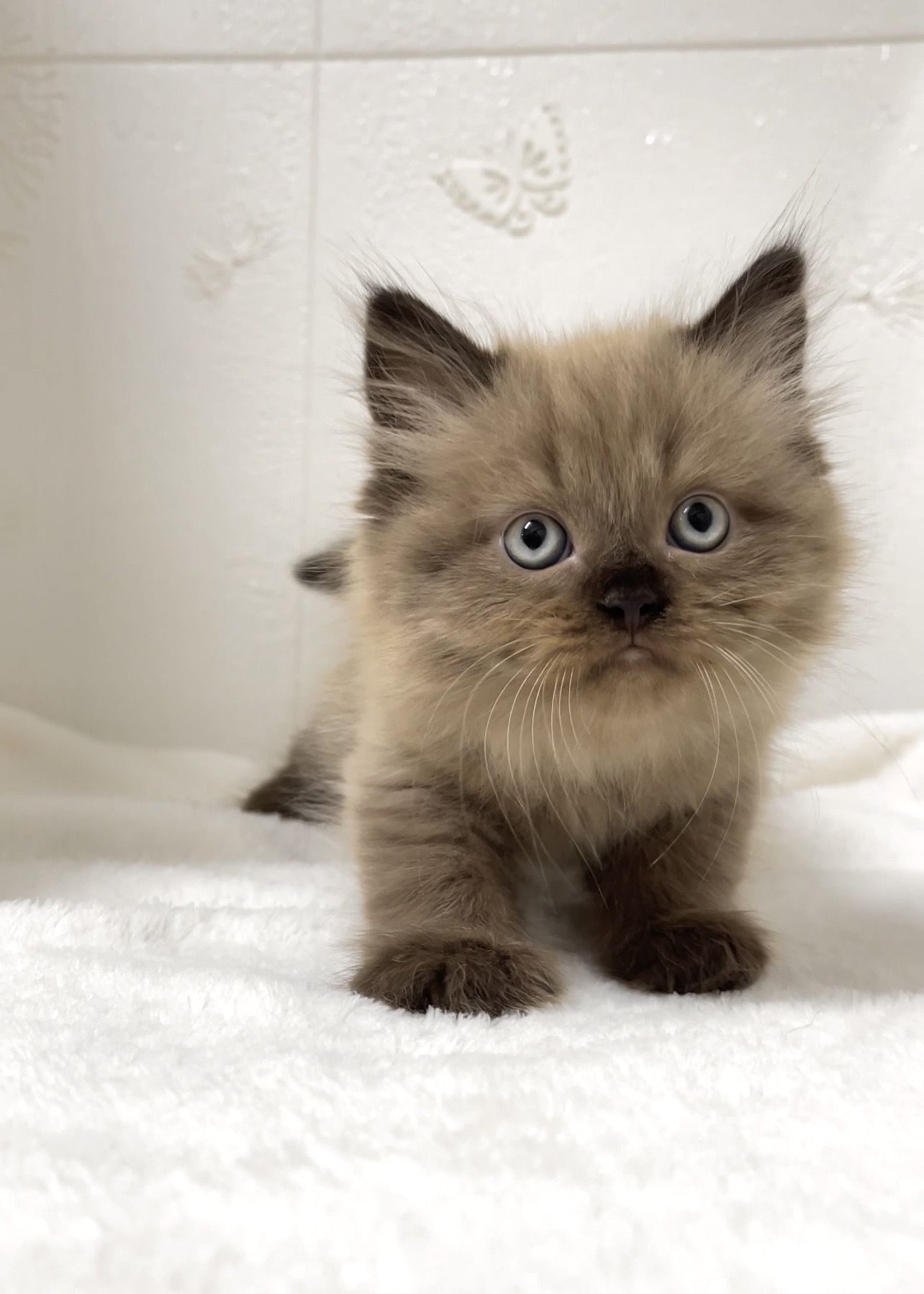 貓咪總動員館／海豹端子非標準曼赤肯