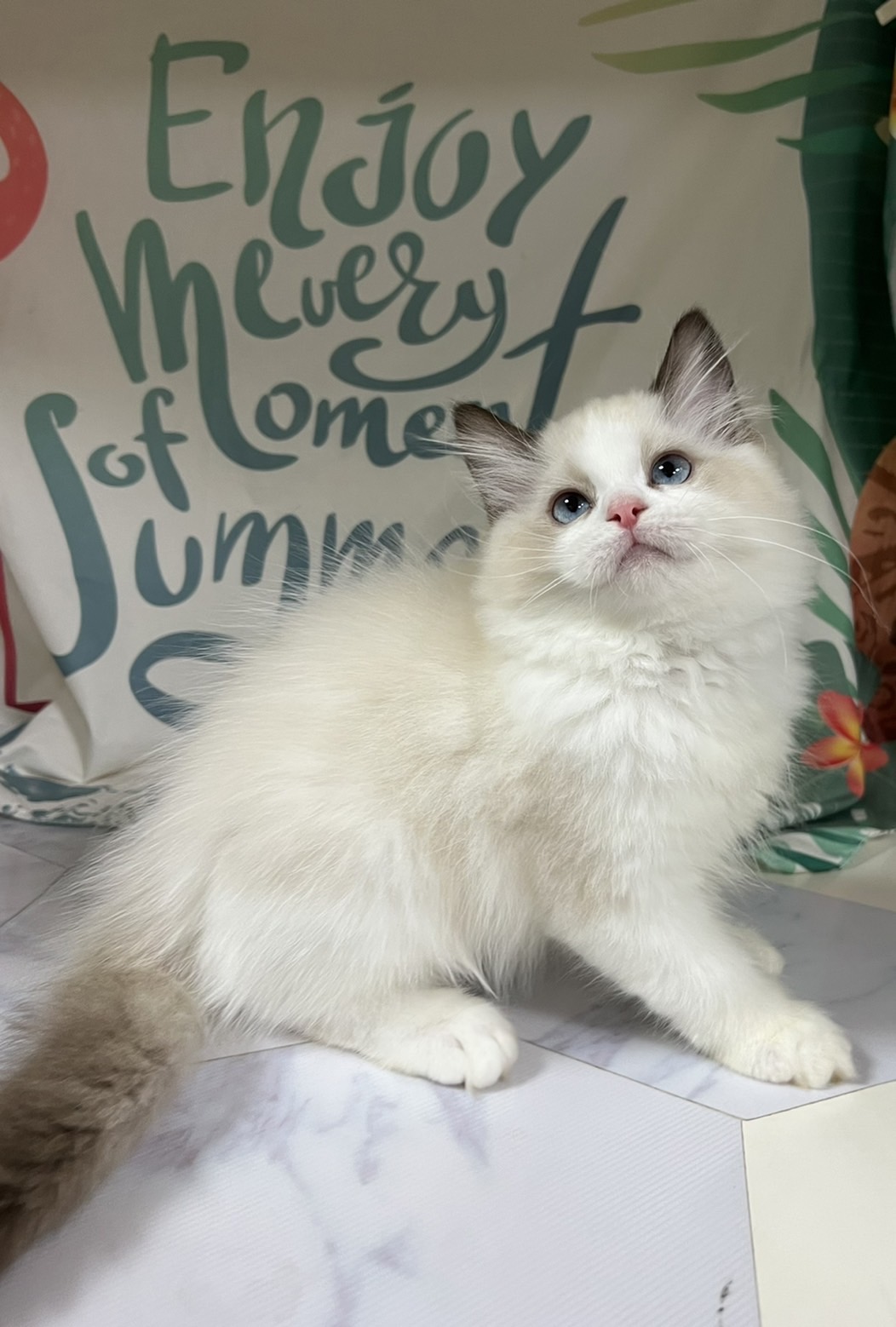 琥珀布偶貓舍／海豹雙色布偶貓