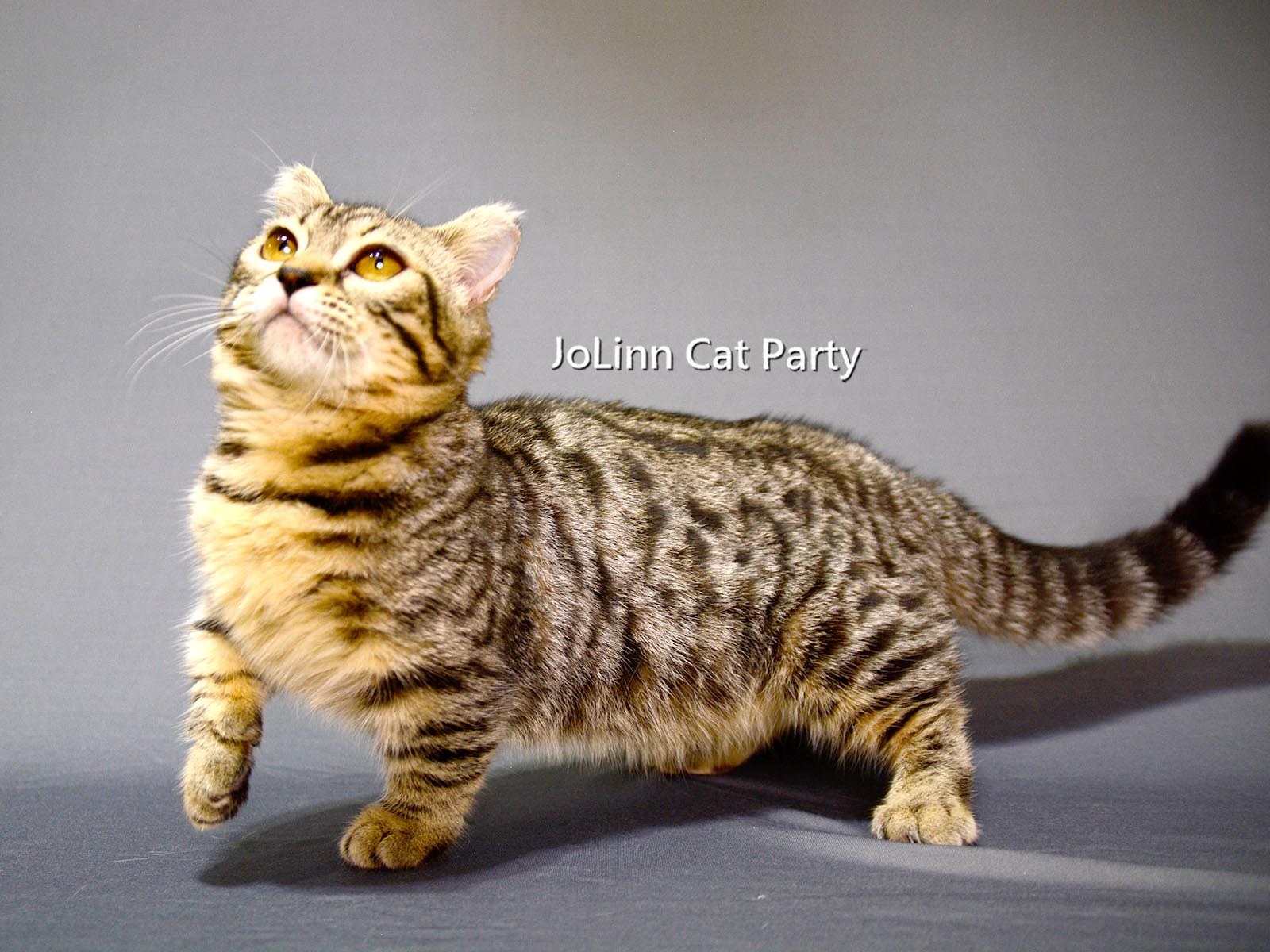 貓咪派對／豹紋曼赤肯