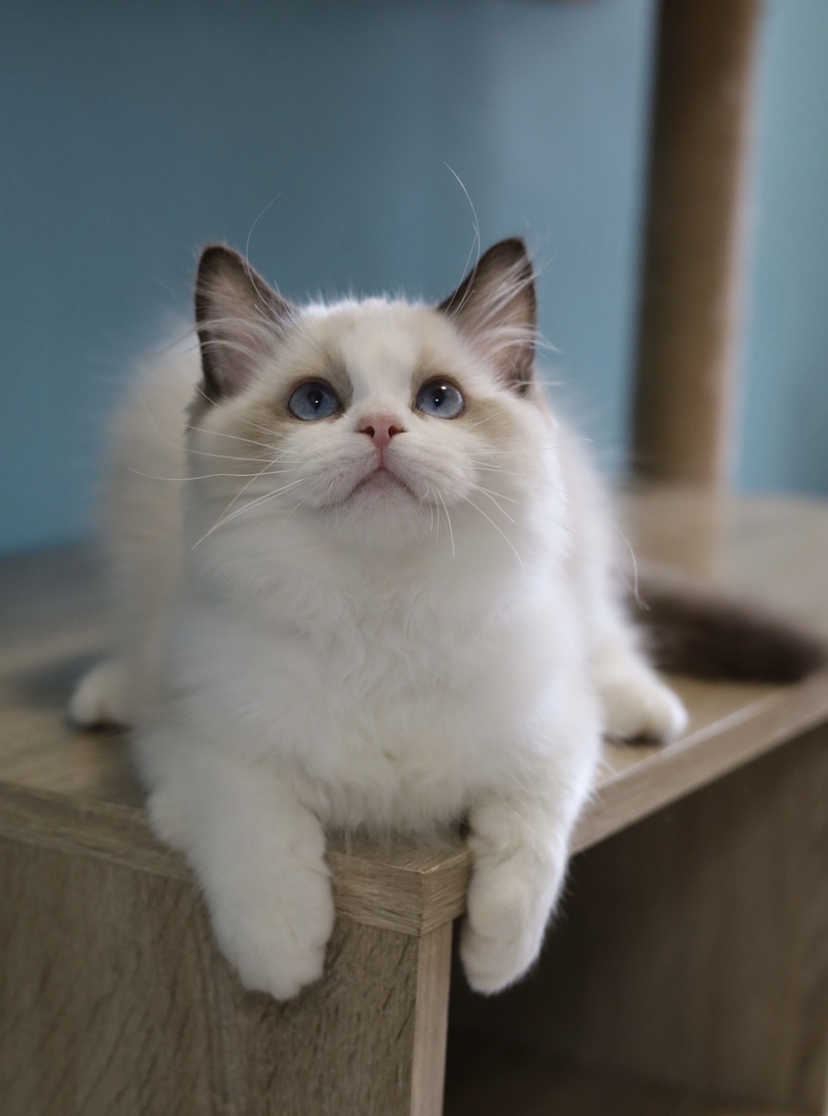 琥珀布偶貓舍／海豹雙色布偶貓