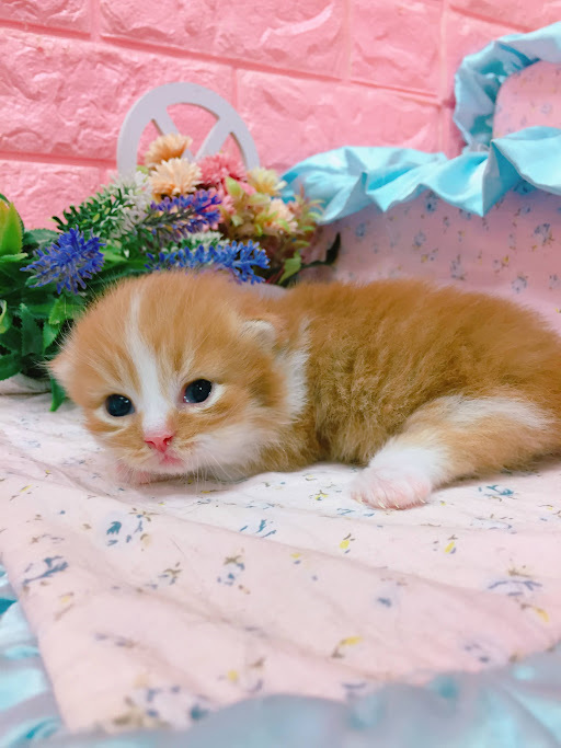 糖果卡通貓舍／橘白小步舞曲