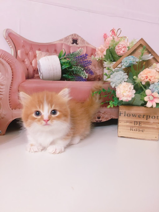 糖果卡通貓舍／橘白小步舞曲