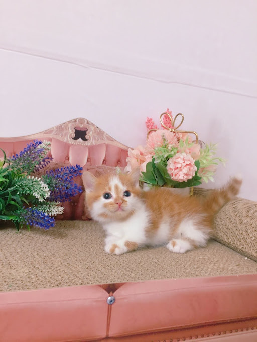 糖果卡通貓舍／橘白曼赤肯