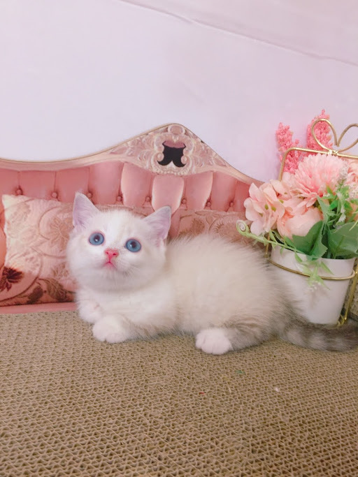 糖果卡通貓舍／山貓雙色曼赤肯