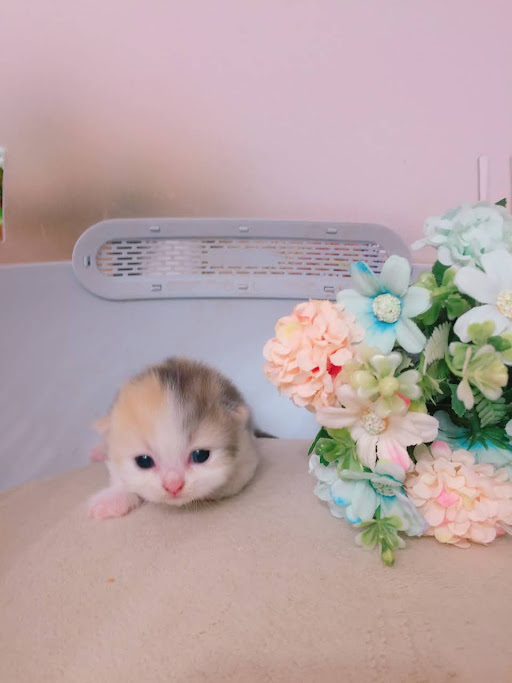 糖果卡通貓舍／三花曼赤肯