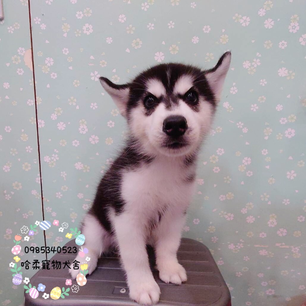 哈柔寵物犬舍／哈士奇