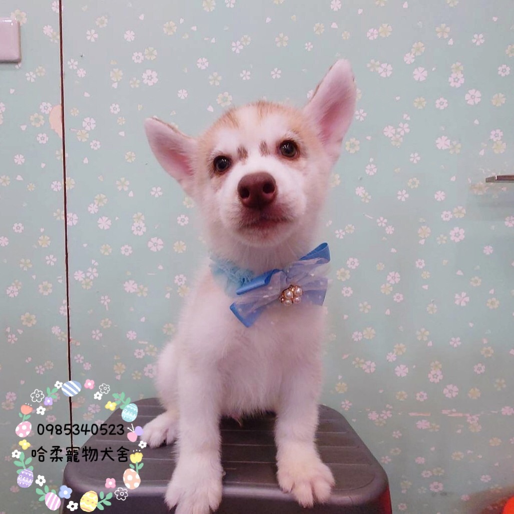 哈柔寵物犬舍／哈士奇