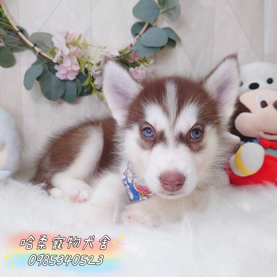 哈柔寵物犬舍／紅白哈士奇