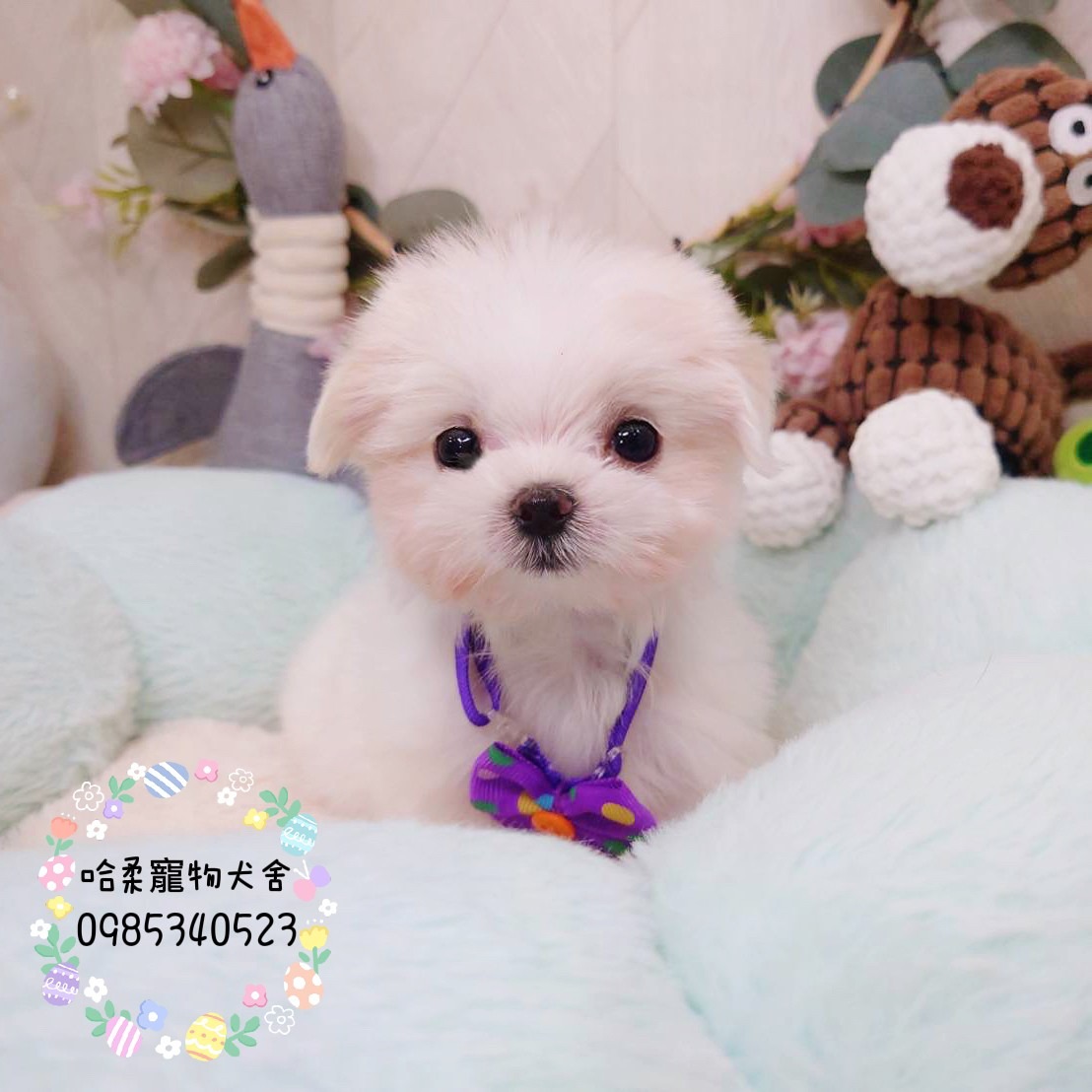 哈柔寵物犬舍／瑪爾濟斯