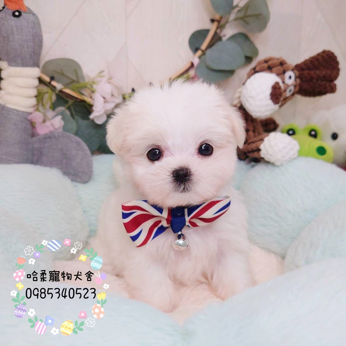 哈柔寵物犬舍／瑪爾濟斯