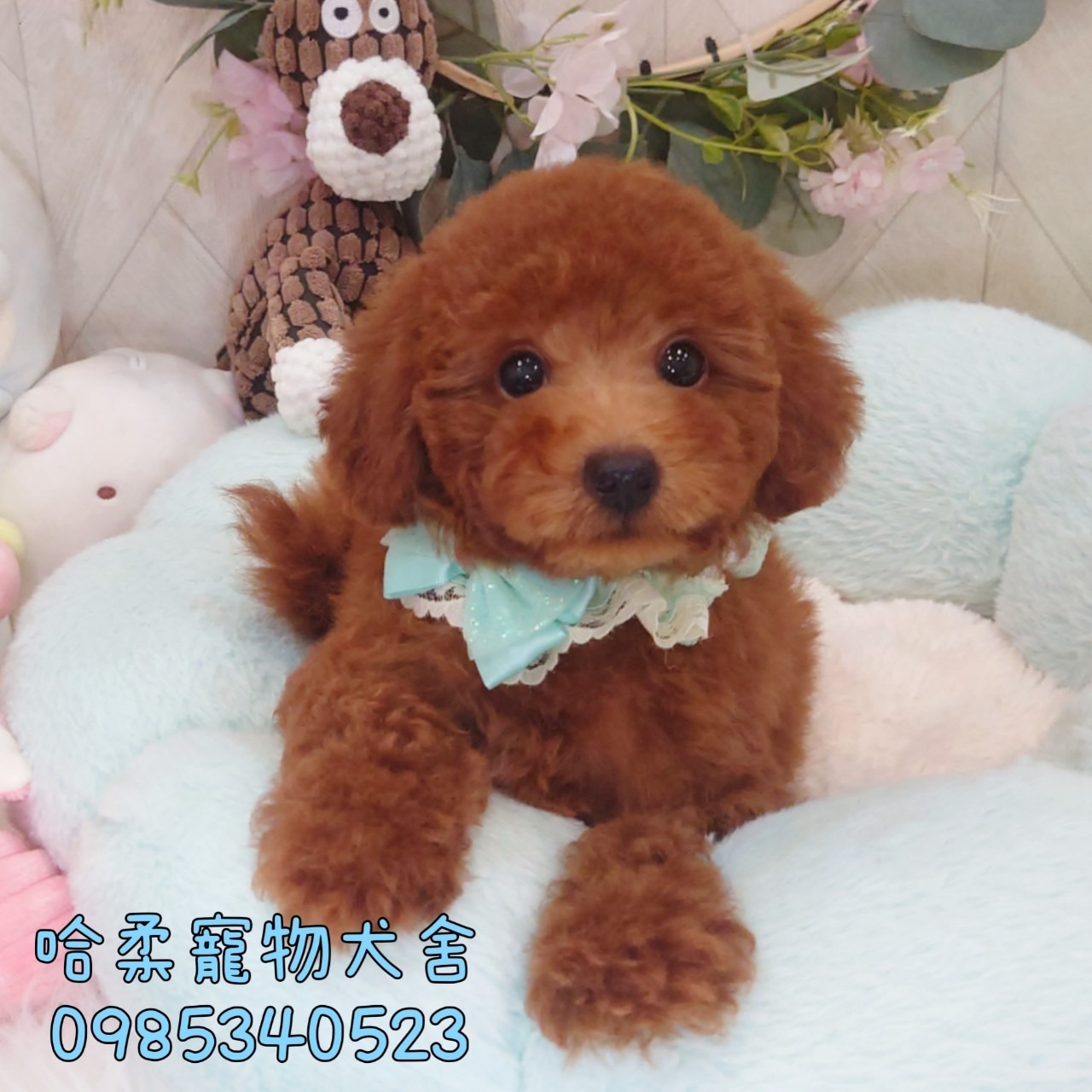 哈柔寵物犬舍／紅貴賓