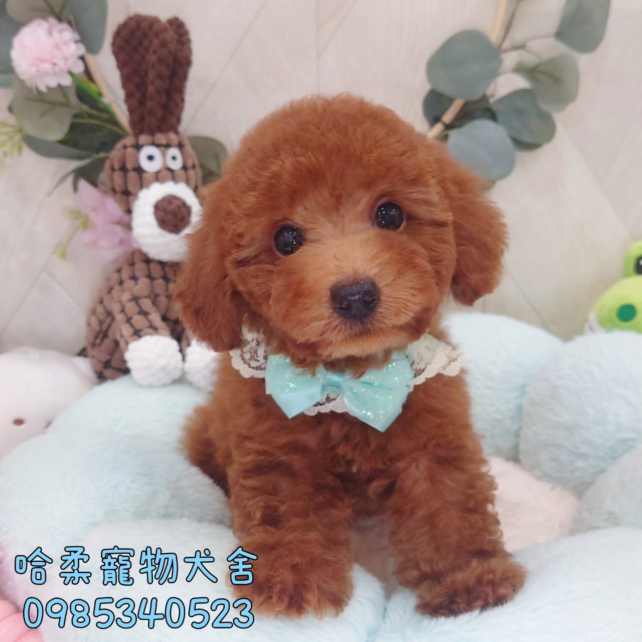 哈柔寵物犬舍／泰迪紅貴賓