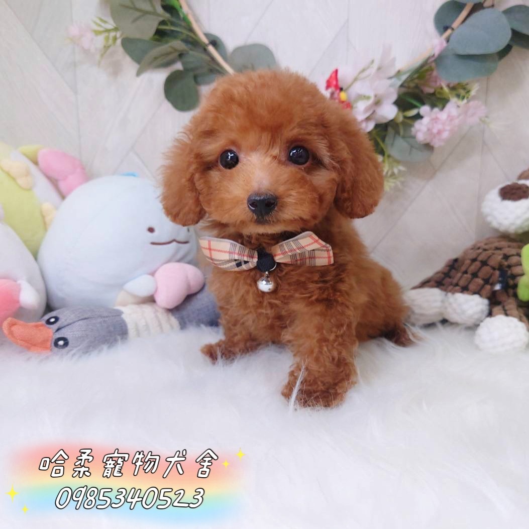 哈柔寵物犬舍／泰迪紅貴賓