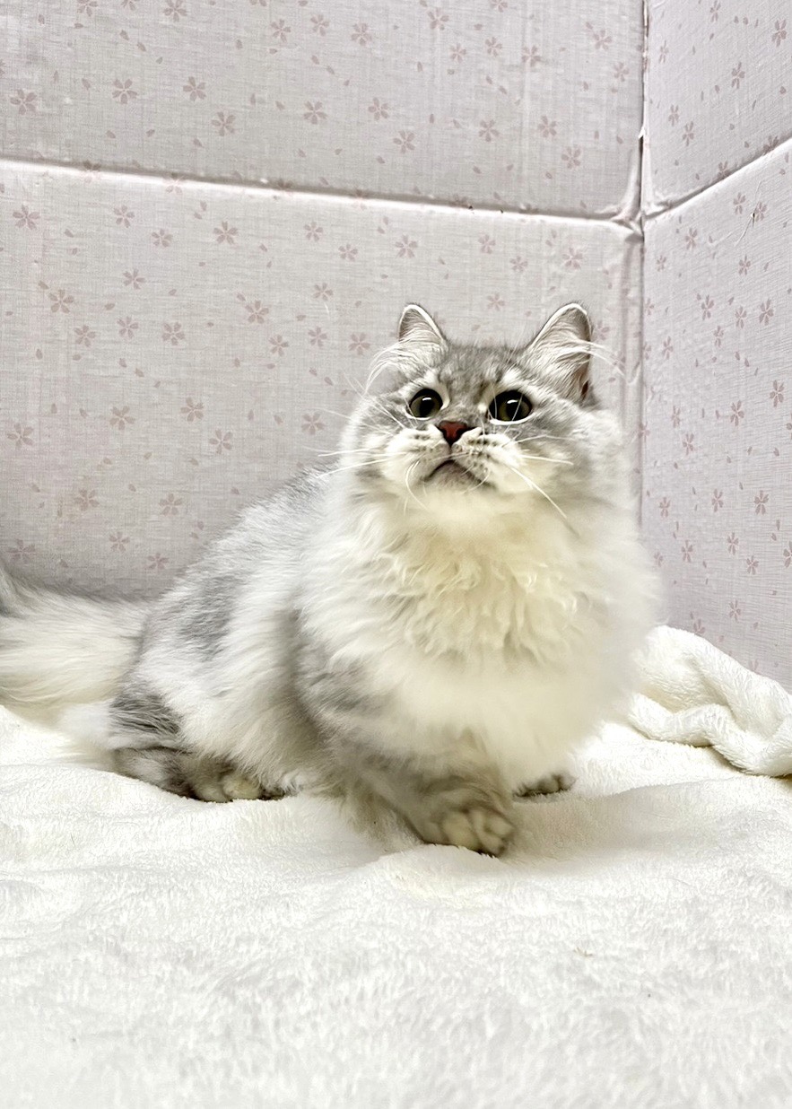 貓咪總動員館／銀灰小步舞曲