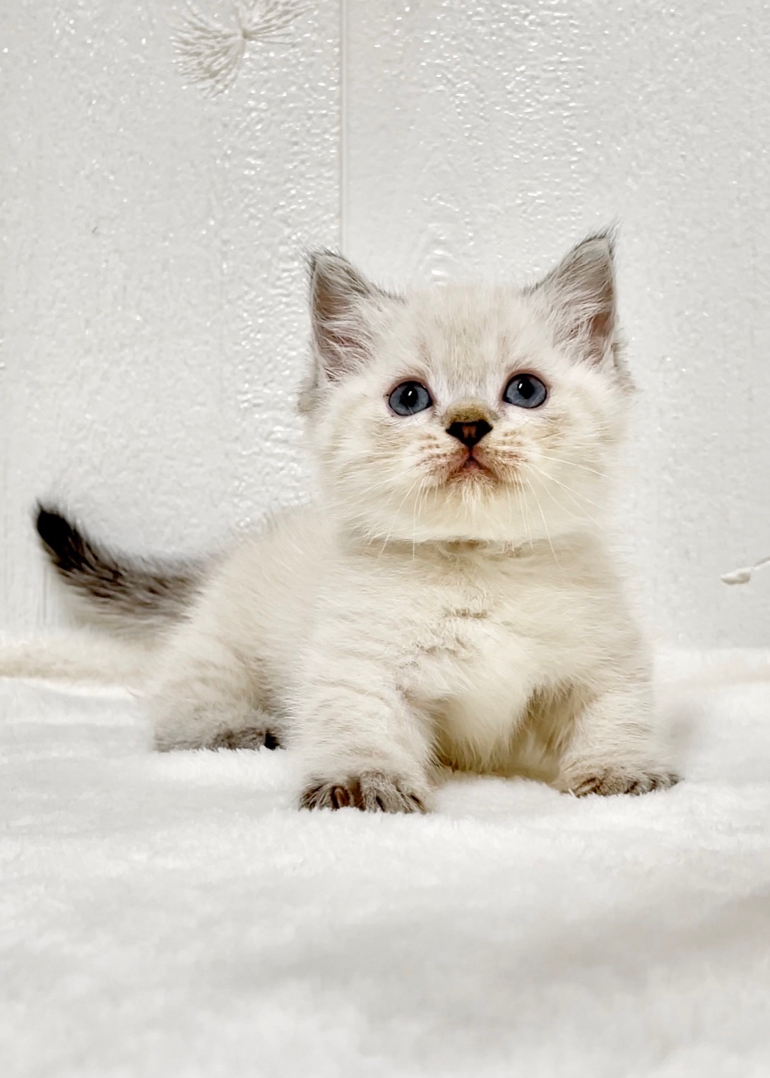 貓咪總動員館／山貓曼赤肯