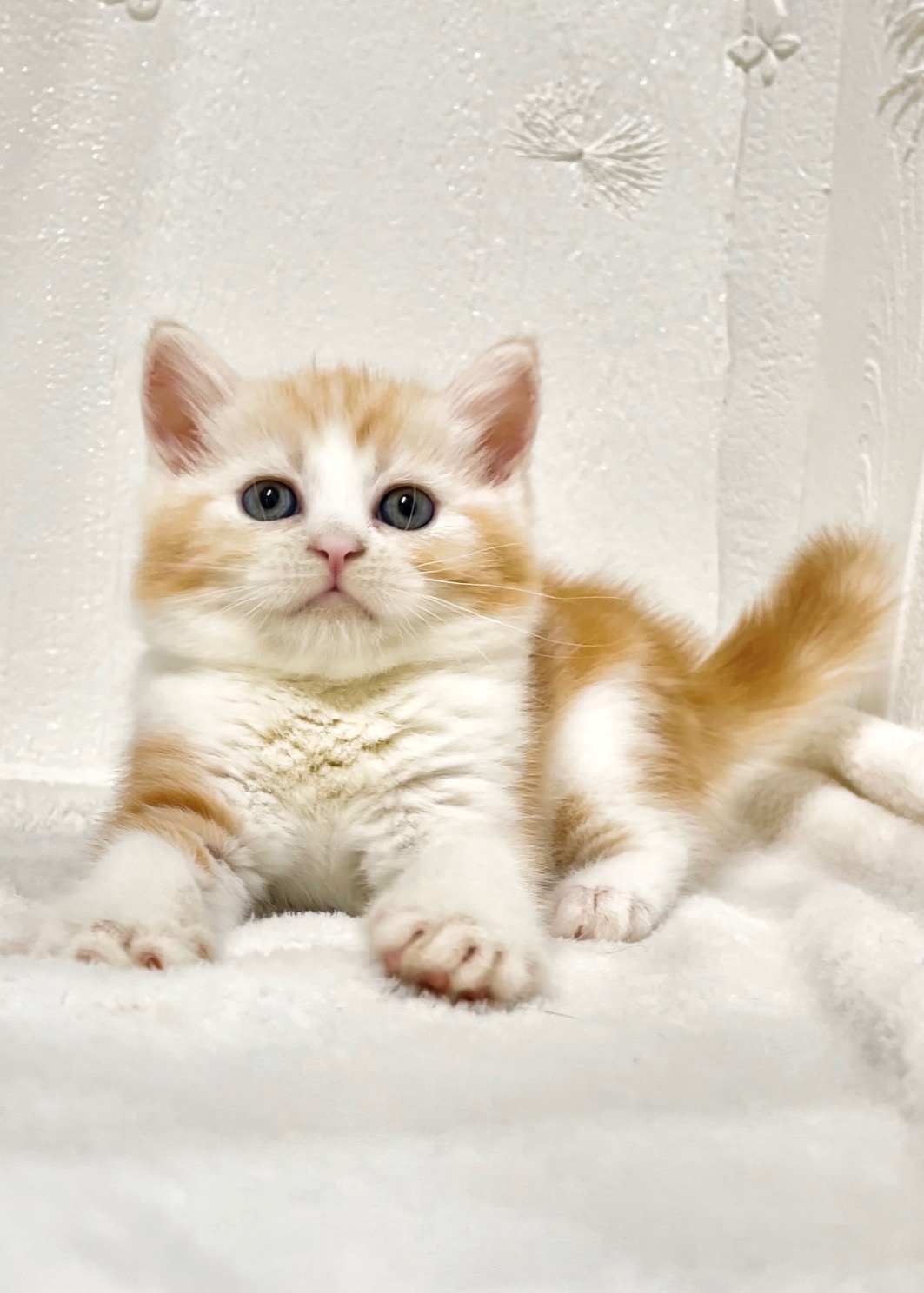 貓咪總動員館／橘白美國短毛貓