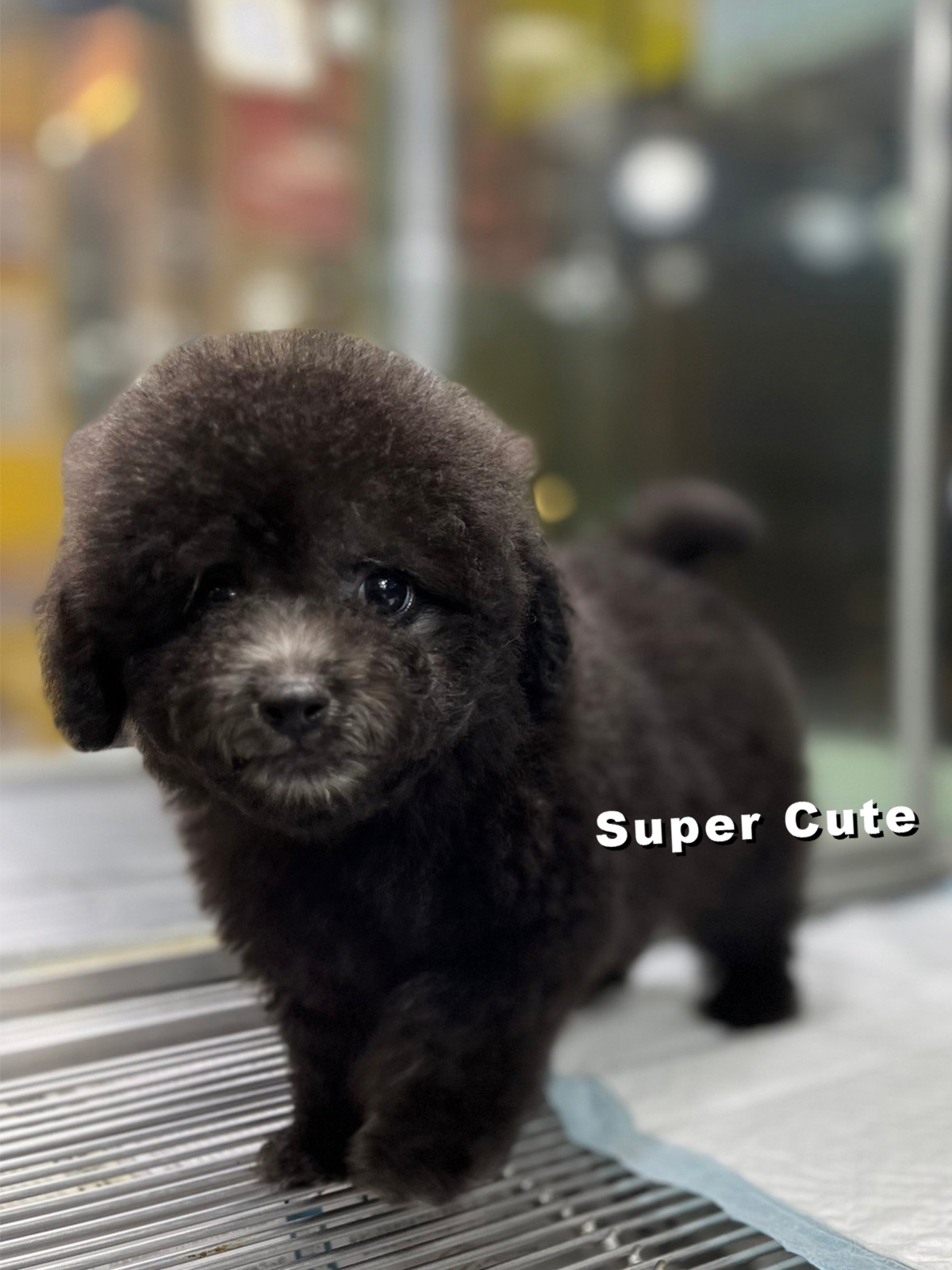 超可愛名犬社／銀灰貴賓