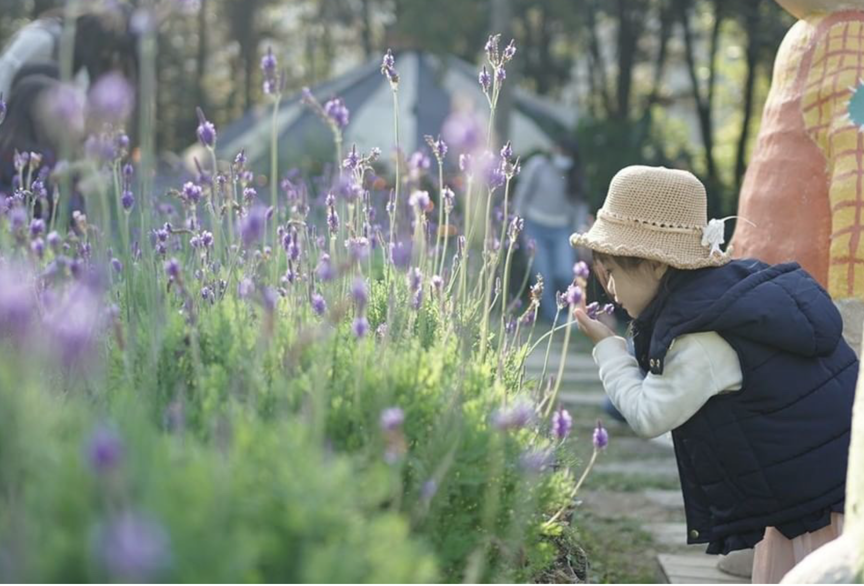 『汪喵揪了走』新竹薰衣草森林薰衣草季