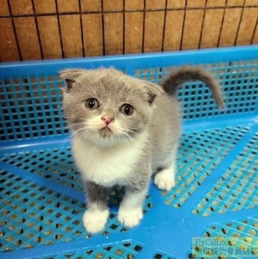 刻在你心底的貓／藍白賓士折耳貓