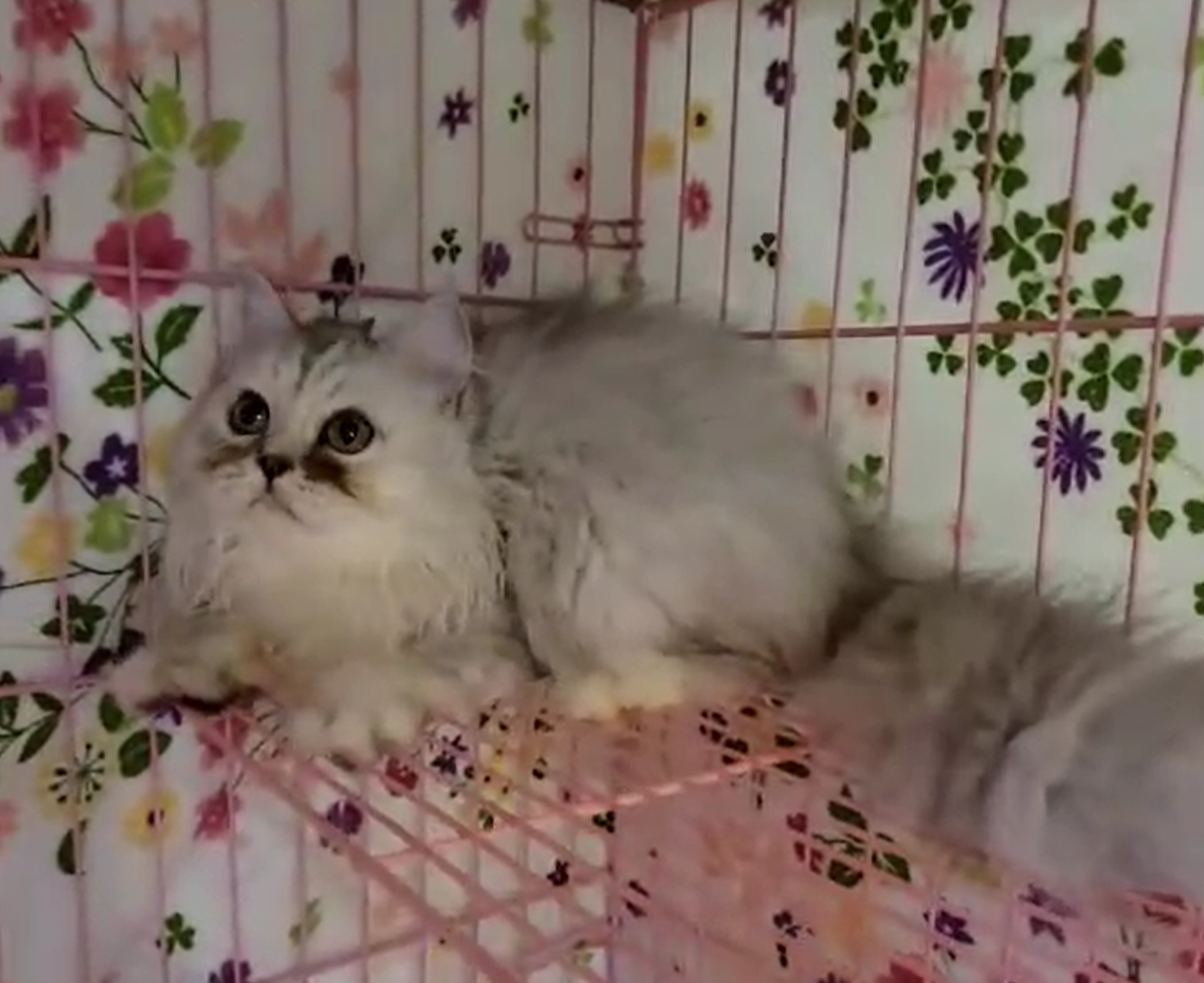 刻在你心底的貓／銀白英國長毛貓