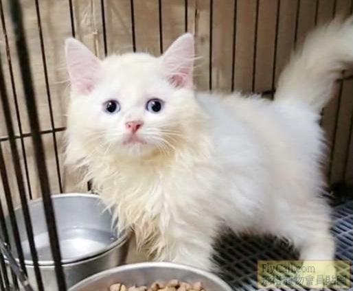 刻在你心底的貓／藍眼白色英國長毛貓