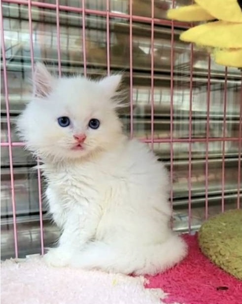 刻在你心底的貓／藍眼白色英國長毛貓