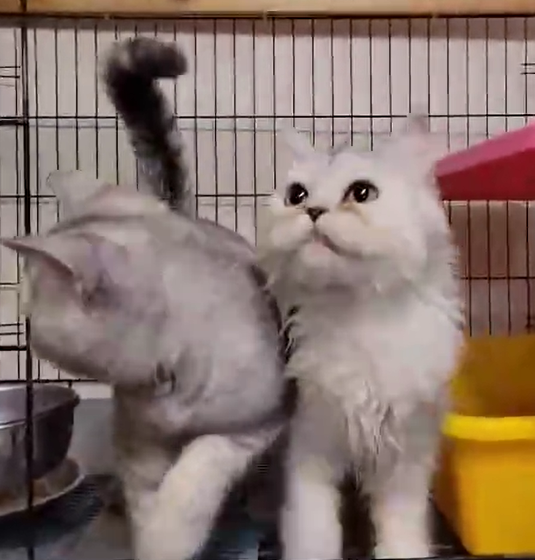 刻在你心底的貓／英國短毛貓 金吉拉