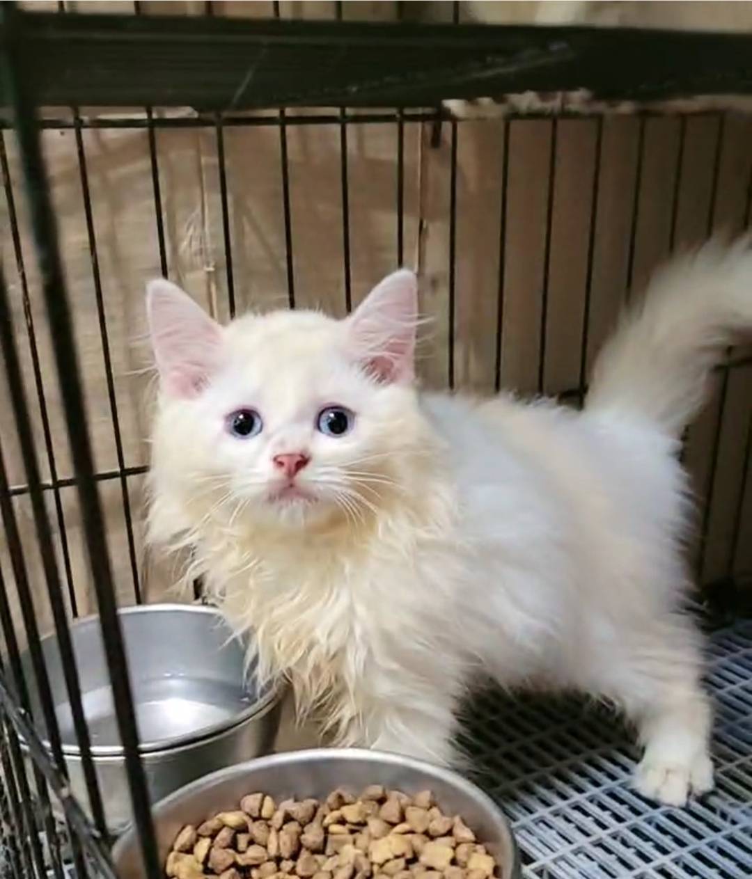 刻在你心底的貓／白色英國長毛貓