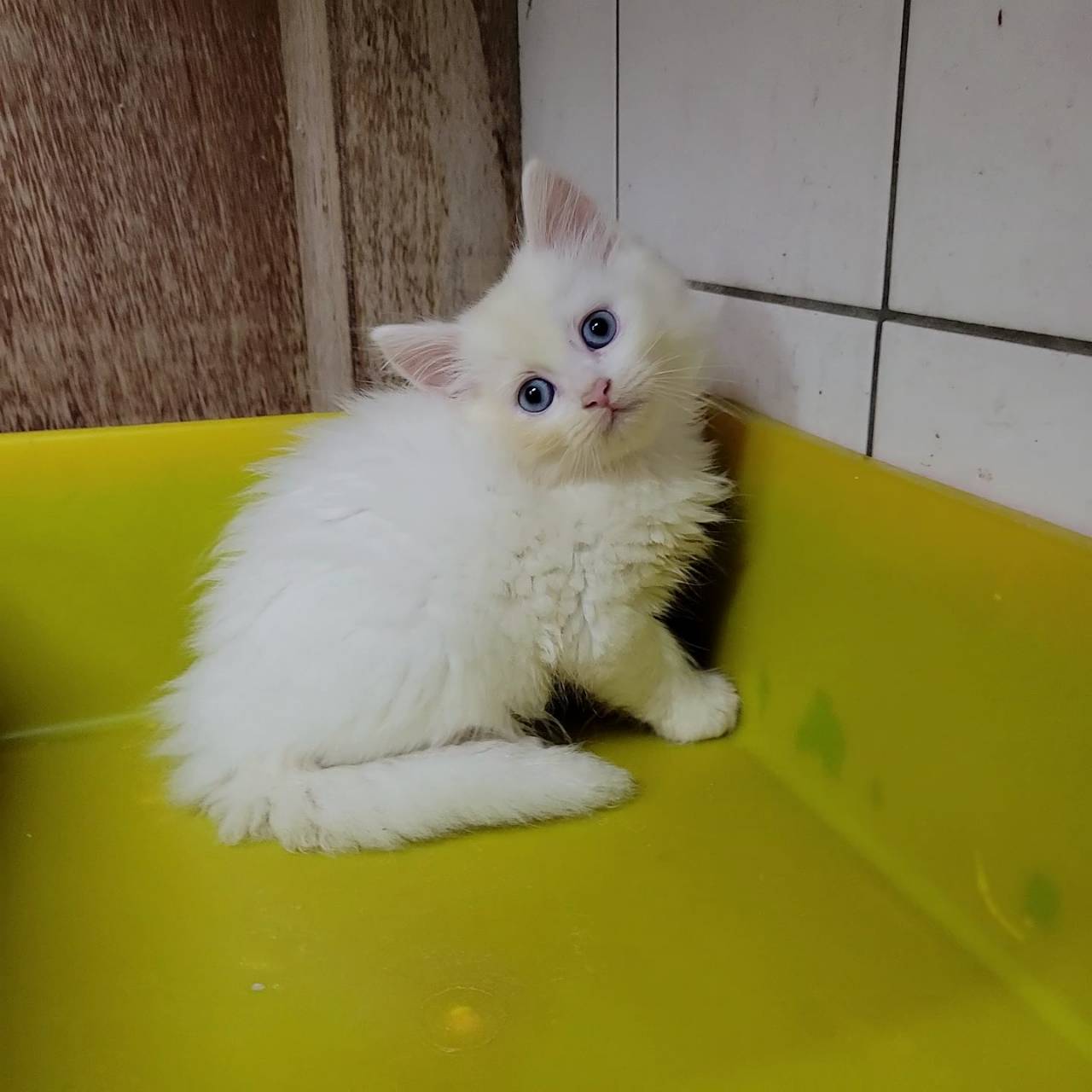 刻在你心底的貓／藍眼白色英國長毛貓