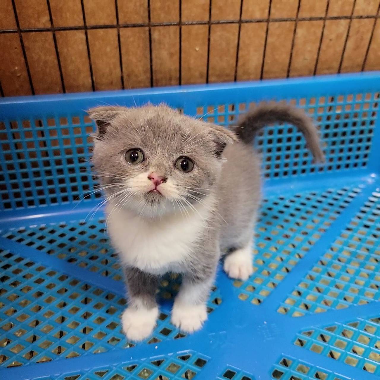 刻在你心底的貓／藍白折耳貓