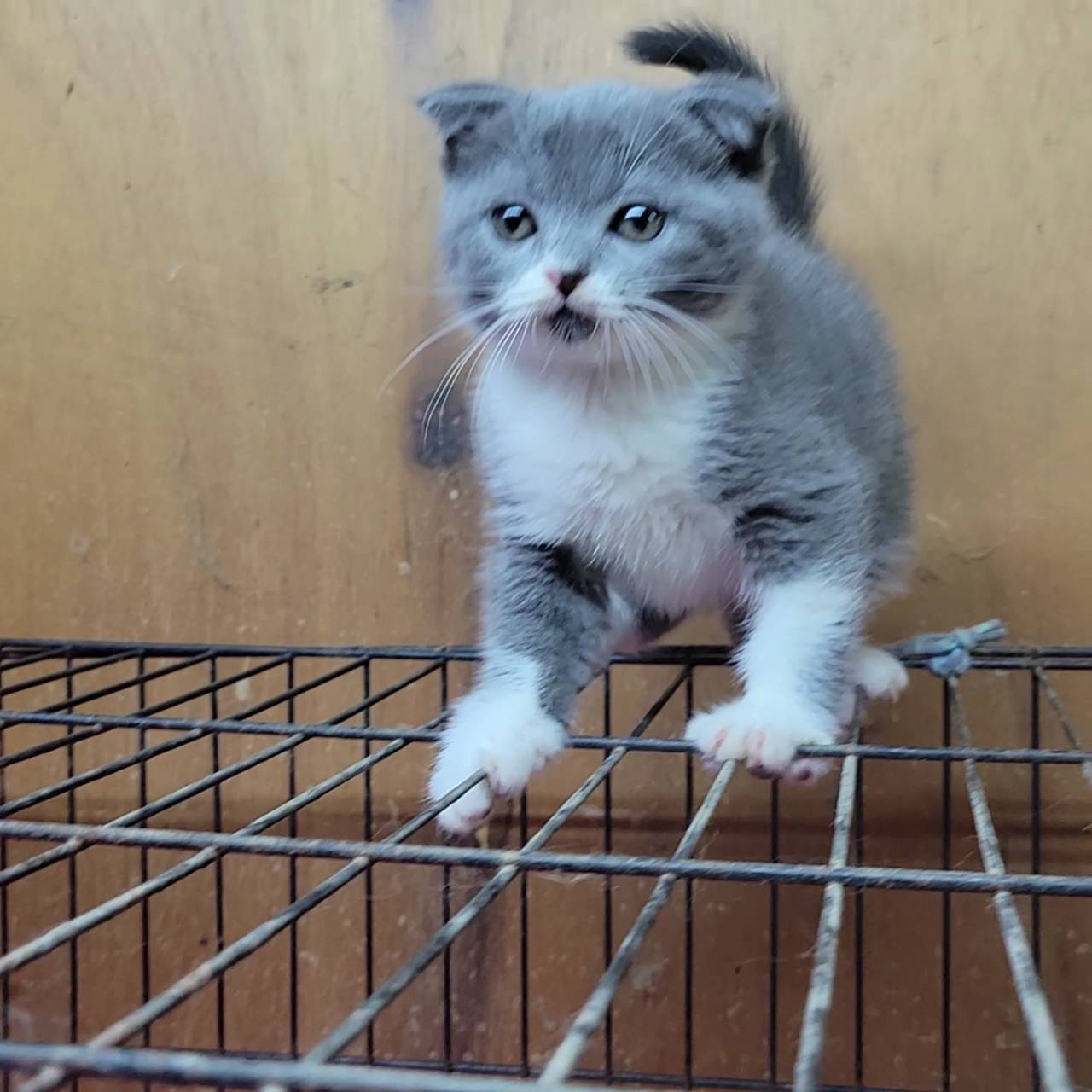 刻在你心底的貓／藍白賓士折耳貓