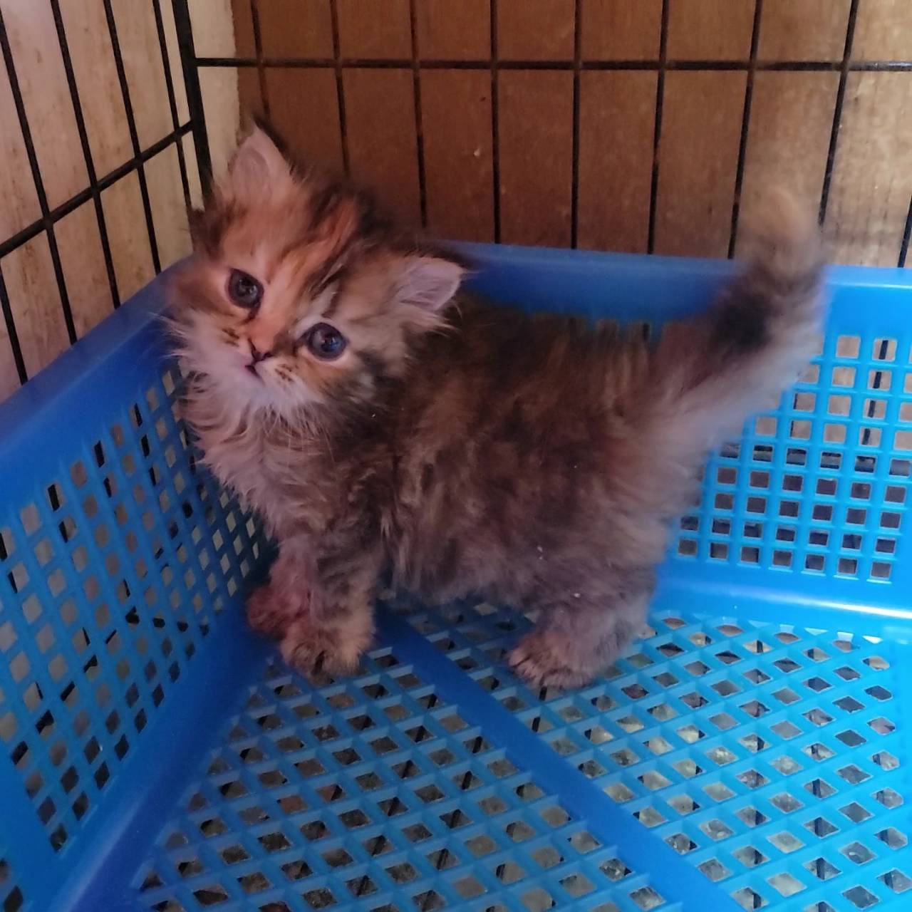 刻在你心底的貓／黃金金吉拉