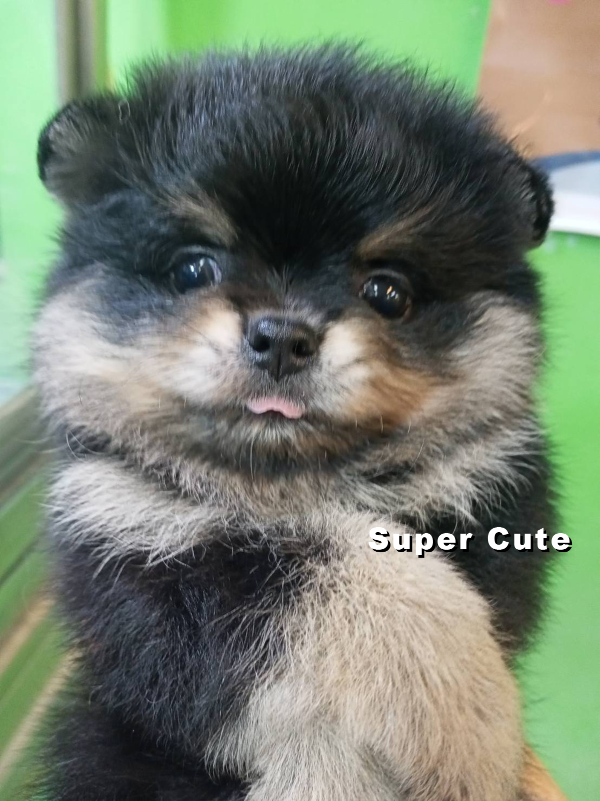 超可愛名犬社／黑四目博美