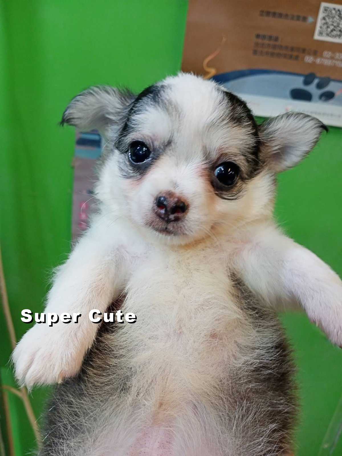 超可愛名犬社／長毛吉娃娃