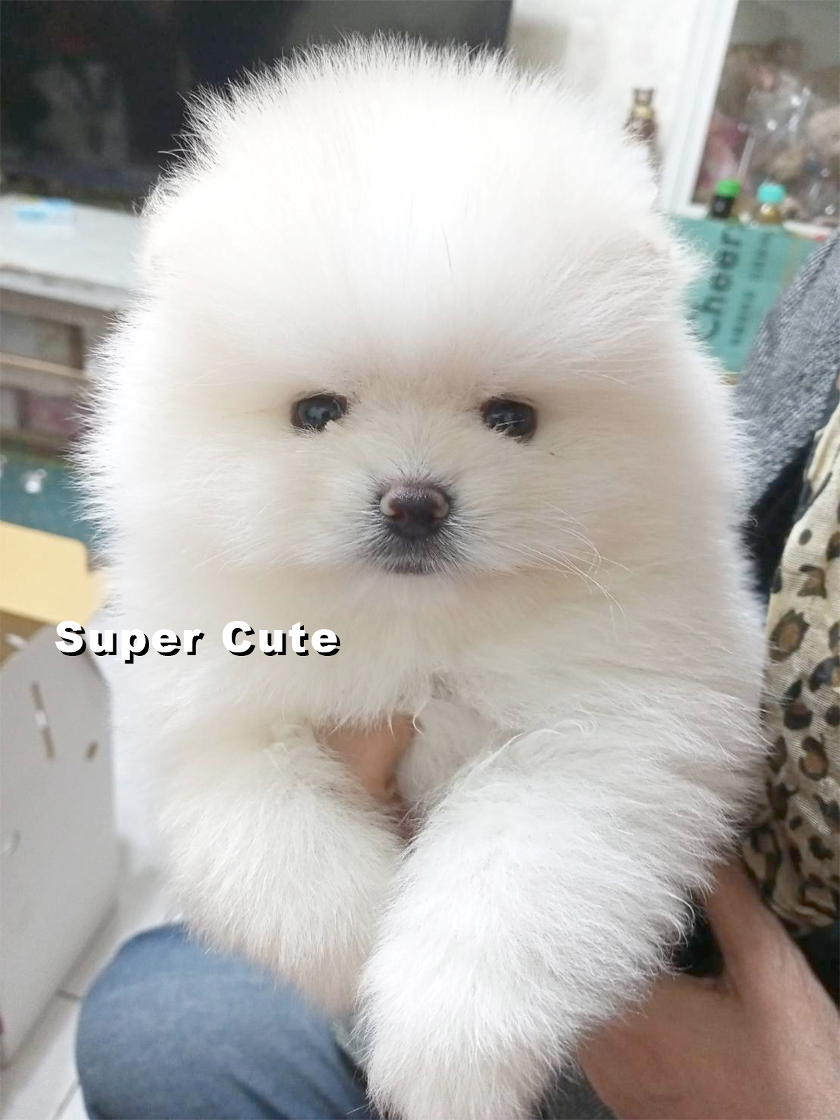 超可愛名犬社／爆毛白博美