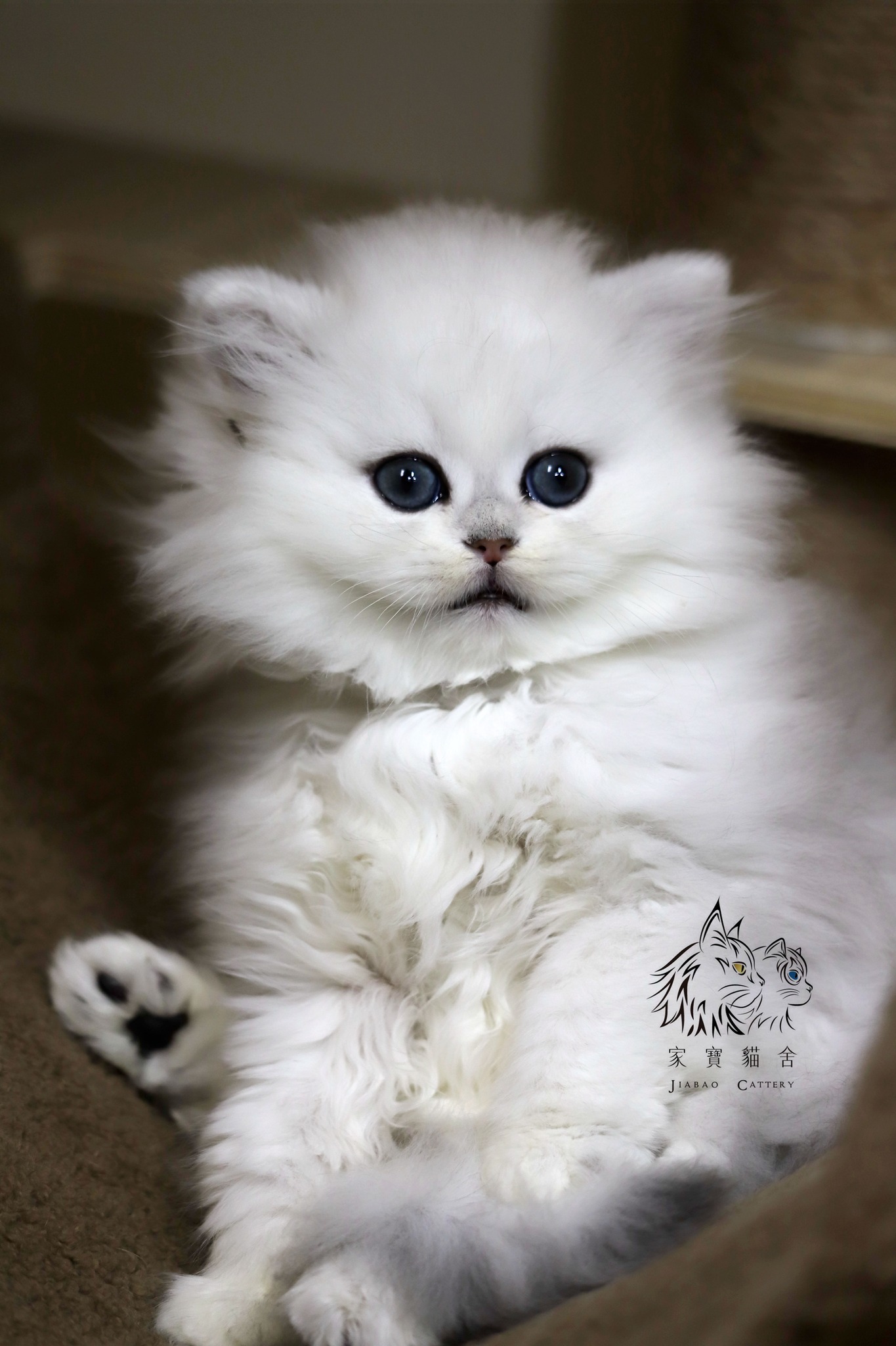 家寶寵物／銀漸層英國長毛貓