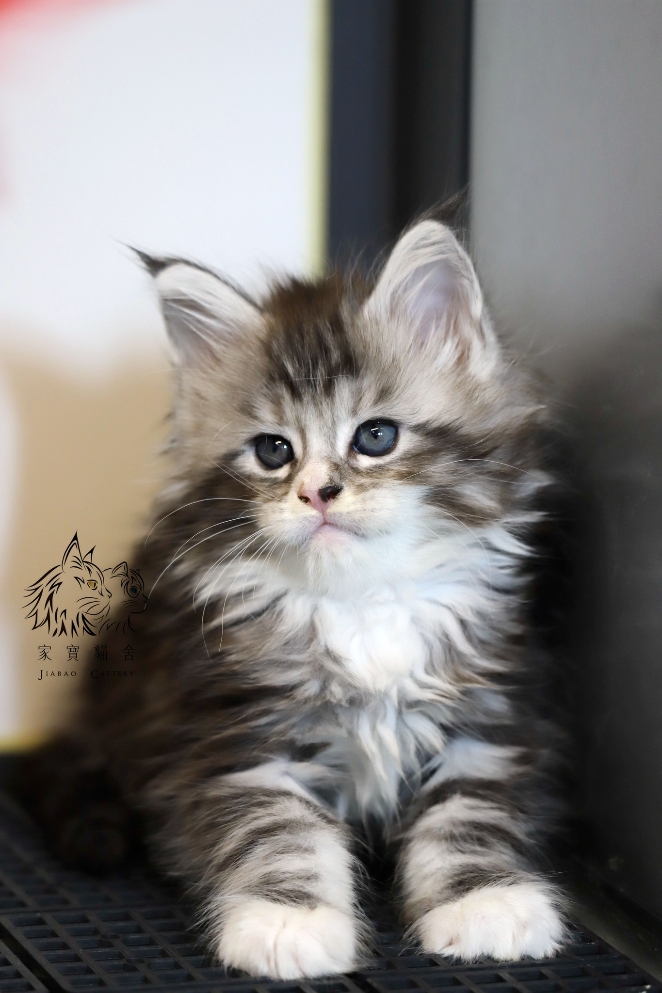 家寶寵物／銀虎斑賓士緬因貓